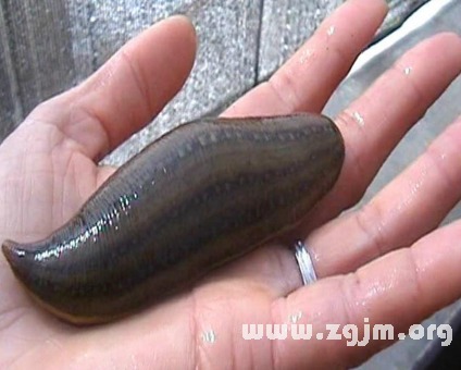 梦见蚂蝗钻进自己的身体：解密梦境，当蚂蝗钻入身体，你的潜意识在告诉你什么？