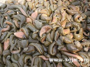 梦见蚂蝗钻进自己的身体：解密梦境，当蚂蝗钻入身体，你的潜意识在告诉你什么？