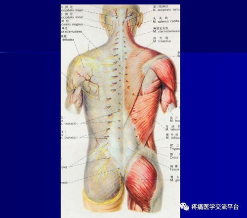 背部按摩手法24步图解：背部按摩手法24步图解，轻松缓解肌肉紧张，促进全身放松