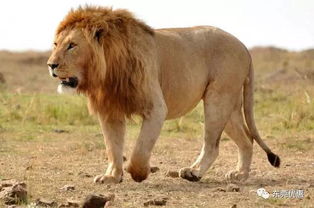 狮子女的厉害之处：狮子女的王者基因，5大核心优势如何改写人生剧本