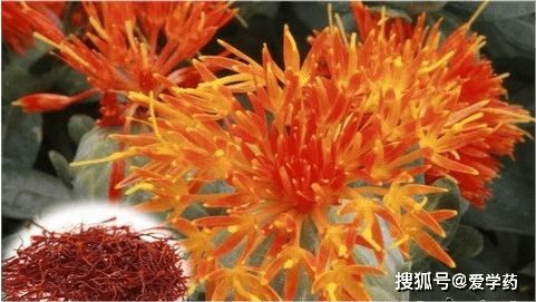 红花的功效与作用禁忌：红花的功效与作用及禁忌