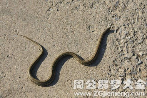 梦见吃蛇肉是什么预兆财运好不好:梦见吃蛇肉是什么预兆财运好不好?