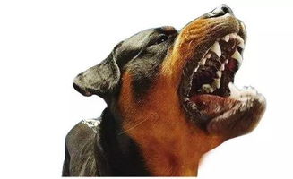 梦见狗咬到左手出血了：梦中惊魂，被狗咬伤的左手，是潜意识的警示还是内心的隐痛？