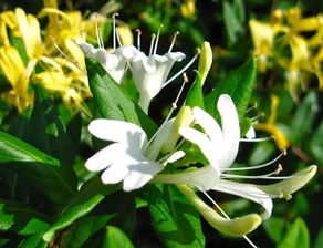 金银花的药用价值:金银花的药用价值,竟有这些惊人功效!