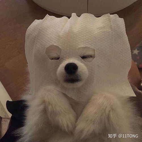 求姻缘沙雕图片头像:单身狗求姻缘!沙雕头像摆在这儿,求求了别错过!