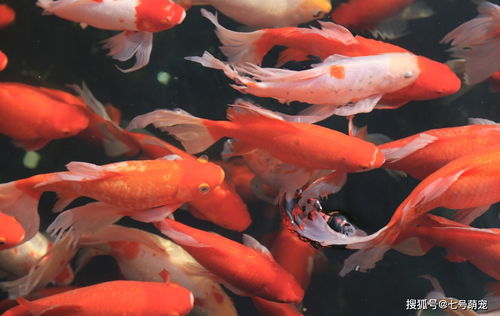 女人梦见好多鱼是胎梦吗：女人梦见好多鱼是胎梦吗？从科学到民俗的深度解析