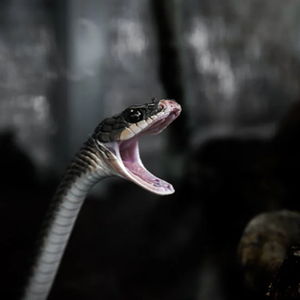 梦到被蛇咬了然后把蛇杀了：梦到被蛇咬了然后把蛇杀了，是预示危险还是内心渴望？