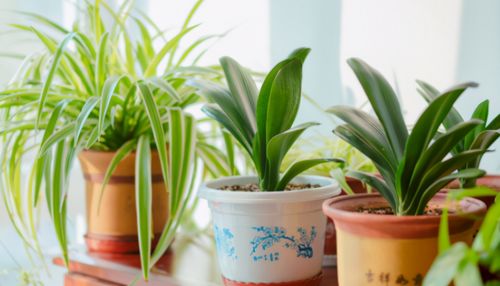 中国算卦最厉害的3个人:中国算卦最厉害的3个人,千年传承的玄学大师与当代命理奇才