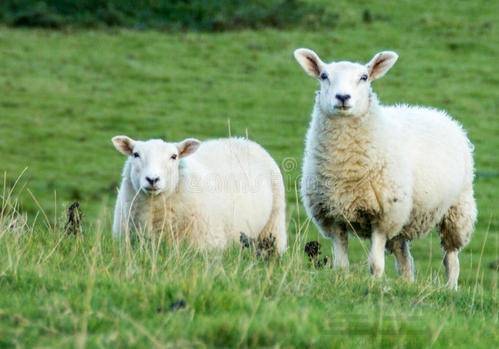 91年的羊最佳姻缘配对：91年属羊人最佳姻缘配对，命中注定的缘分，你中了吗？