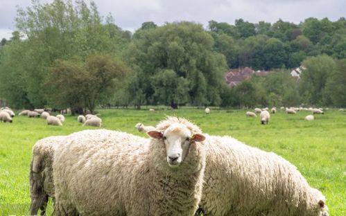 91年的羊最佳姻缘配对：91年属羊人最佳姻缘配对，命中注定的缘分，你中了吗？