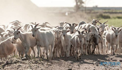 91年的羊最佳姻缘配对：91年属羊人最佳姻缘配对，命中注定的缘分，你中了吗？