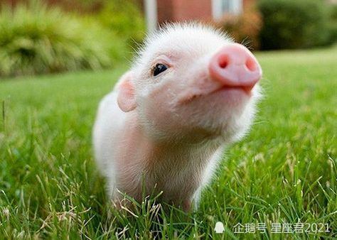 95年属猪的最佳婚配：95年属猪人的最佳婚配，生肖相合、性格互补与幸福密码