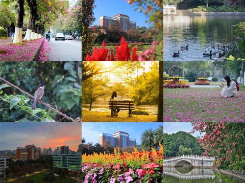 华南师范大学专插本（华南师范大学专插本是真的吗）