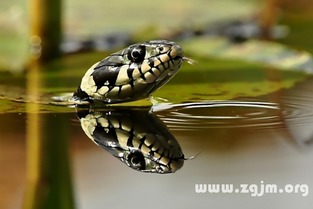 做梦梦到蛇是什么原因：解密梦境，为何梦到蛇？