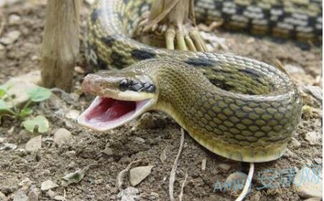 做梦梦到蛇是什么原因：解密梦境，为何梦到蛇？