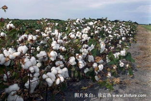 新疆棉花质量好（新疆棉花质量最好）