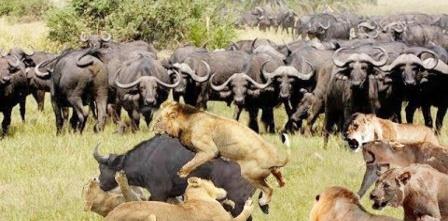 与狮子女交往的大忌：与狮子女交往的三大禁忌，越触碰越远的致命雷区