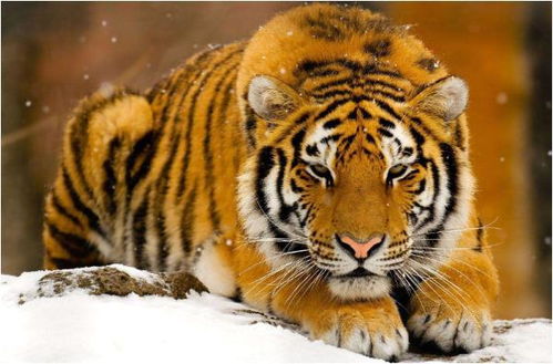 86年属虎38岁走大运：38岁属虎人迎来人生转折点，抓住这三大机遇，开启黄金十年