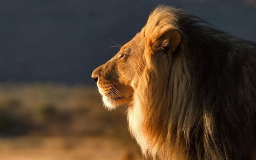 与狮子男交往的大忌：与狮子男交往的三大禁忌，别让TA觉得你不够重视