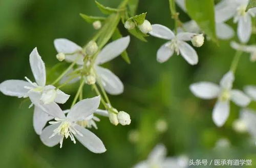 威灵仙图片:威灵仙图片,认识这种神奇中草药的外观与用途 威灵仙图片:威灵仙图片,认识这种神奇中草药的外观与用途