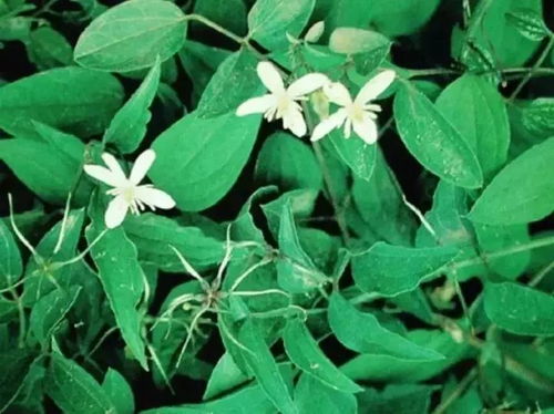 威灵仙图片:威灵仙图片,认识这种神奇中草药的外观与用途