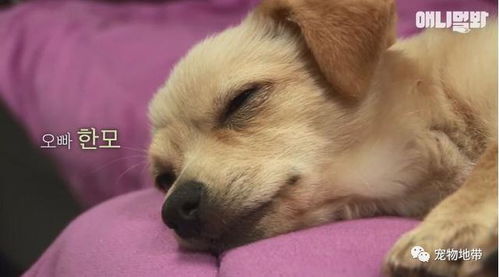 梦见被狗追着咬但没咬到:梦中被狗追赶却逃脱,解析潜意识中的焦虑与自我保护 梦见被狗追着咬但没咬到:梦中被狗追赶却逃脱,解析潜意识中的焦虑与自我保护