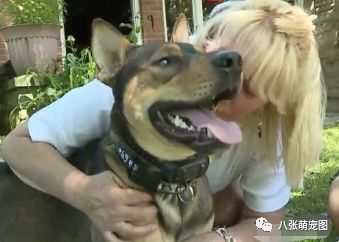 梦见被狗追着咬但没咬到:梦中被狗追赶却逃脱,解析潜意识中的焦虑与自我保护