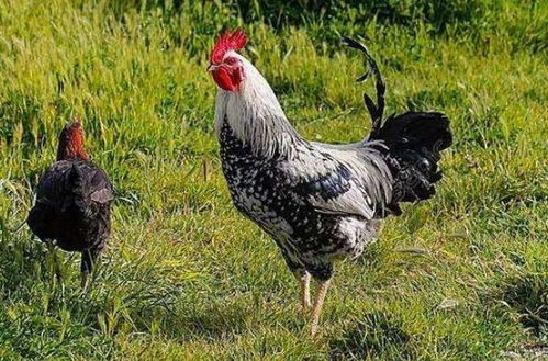 93年的鸡30以后开始顺风顺水：生肖鸡30岁后转运指南，93年出生者如何把握人生黄金期