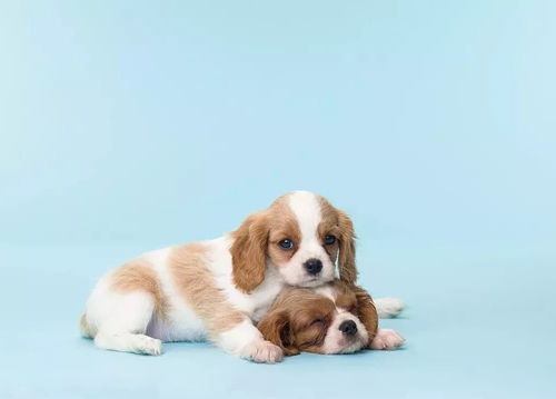 梦见狗凶猛的扑咬别人:梦里被凶猛的狗追咬,一场潜意识的惊魂之旅