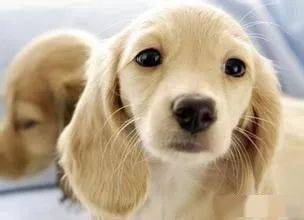 梦见狗凶猛的扑咬别人:梦里被凶猛的狗追咬,一场潜意识的惊魂之旅 梦见狗凶猛的扑咬别人:梦里被凶猛的狗追咬,一场潜意识的惊魂之旅