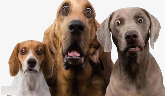 梦见狗凶猛的扑咬别人:梦里被凶猛的狗追咬,一场潜意识的惊魂之旅 梦见狗凶猛的扑咬别人:梦里被凶猛的狗追咬,一场潜意识的惊魂之旅