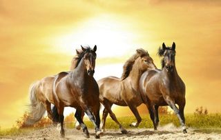 1990年9月属马的是什么命：1990年9月属马人命运解析，性格特质与人生运势全解读