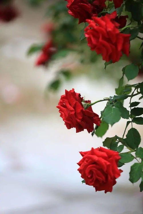 梦见蜘蛛咬自己的手:解密梦境,蜘蛛咬手背后的隐藏信息 梦见蜘蛛咬自己的手:解密梦境,蜘蛛咬手背后的隐藏信息