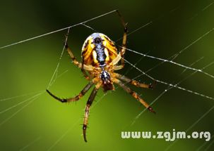 周公解梦梦见蜘蛛:周公解梦,梦见蜘蛛,是预兆还是隐喻? 周公解梦梦见蜘蛛:周公解梦,梦见蜘蛛,是预兆还是隐喻?