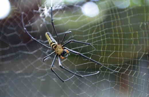 周公解梦梦见蜘蛛:周公解梦,梦见蜘蛛,是预兆还是隐喻? 周公解梦梦见蜘蛛:周公解梦,梦见蜘蛛,是预兆还是隐喻?