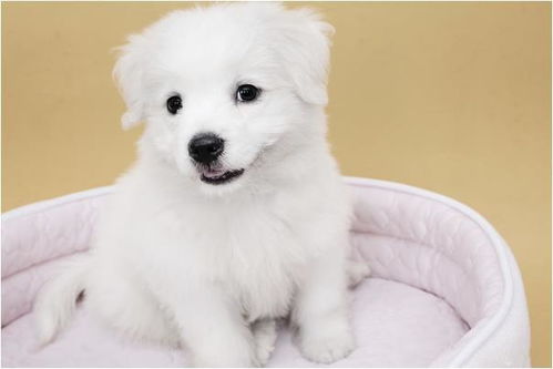 属狗人命中注定的情人：属狗人命中注定的情人，与谁相遇，便是前世因果的圆满