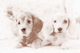 男人梦见狗咬周公解梦：梦到狗咬人，男人要注意了！