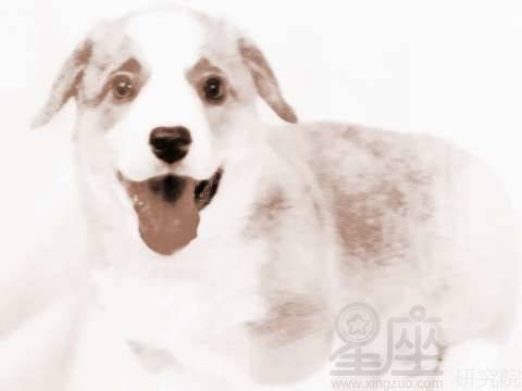 男人梦见狗咬周公解梦：梦到狗咬人，男人要注意了！