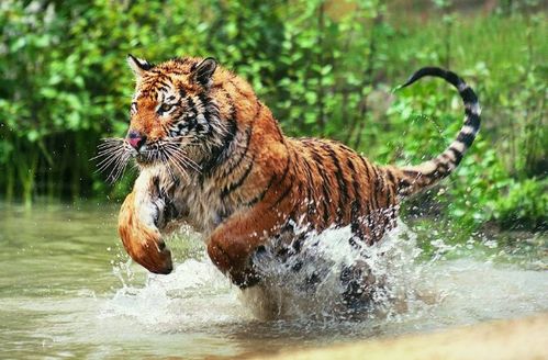 生肖虎的姻缘在哪里最好：虎啸山林，姻缘何处寻？生肖虎的姻缘最佳方位解析