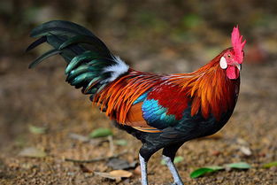 属鸡2020年运势：属鸡人2020年运势解析，吉凶参半，把握机遇方显生机