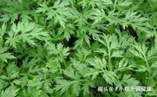 艾叶煮水治妇科炎症的方法：艾叶煮水治妇科炎症的家庭疗法，方法、功效与注意事项