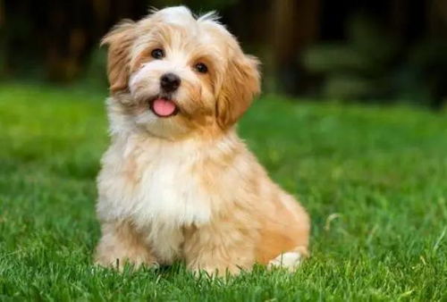 周公解梦大全免费解梦梦见狗：梦见狗是什么预兆？周公解梦大全免费解梦梦见狗