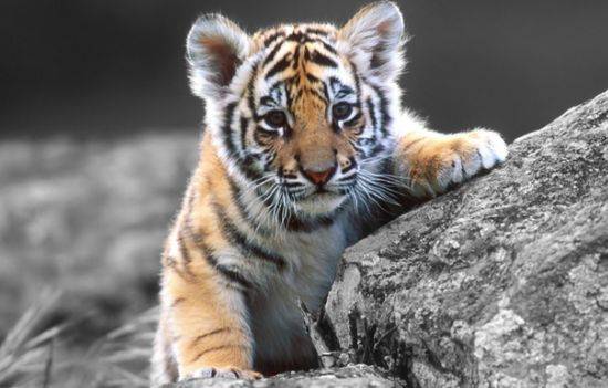 属虎2020年运势：属虎2020年运势解析，机遇与挑战并存，把握关键节点稳中求胜