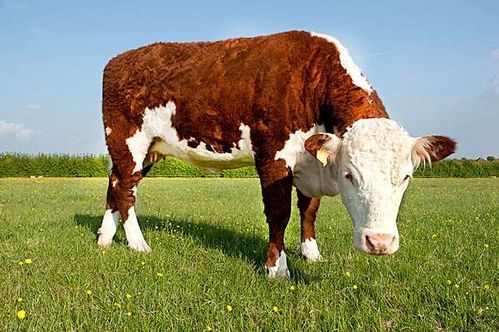 属鼠和属牛上天姻缘：属鼠与属牛，天造地设的互补姻缘？