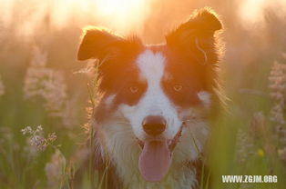 梦见活着的母亲去世预示什么：梦见活着的母亲去世预示什么？从心理学与文化视角解读梦境的深意