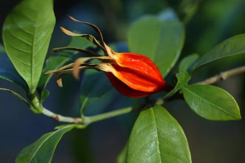 人参花的功效与作用及禁忌:人参花,功效、作用与禁忌全解析