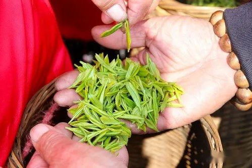 罗布麻叶:罗布麻叶,自然馈赠的健康守护者