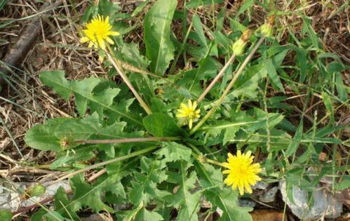 罗布麻叶:罗布麻叶,自然馈赠的健康守护者 罗布麻叶:罗布麻叶,自然馈赠的健康守护者