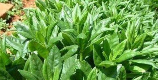 罗布麻叶:罗布麻叶,自然馈赠的健康守护者 罗布麻叶:罗布麻叶,自然馈赠的健康守护者