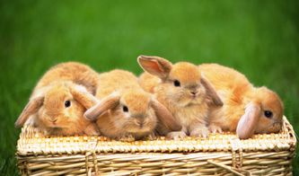 属兔的婚配最佳配对：属兔的婚配最佳配对，性格互补与情感和谐的关键